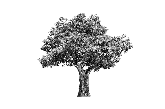 Motiv med vit bakgrund och ett svartvitt träd.